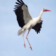 https://beckersblog.de/500-kahnfahrpruefling/